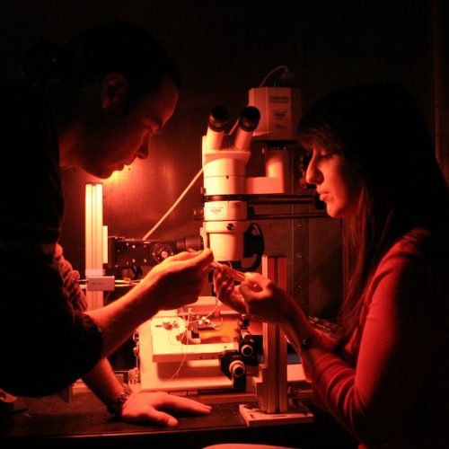 students working together under microscope