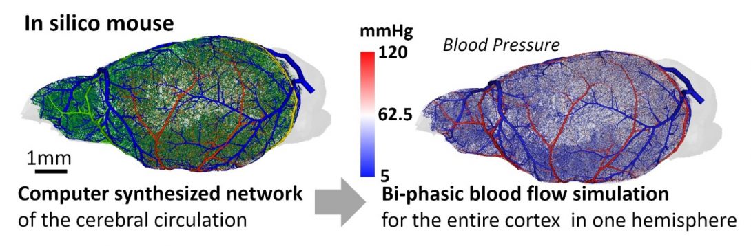 Digital brain model created in Dr. Linninger’s lab