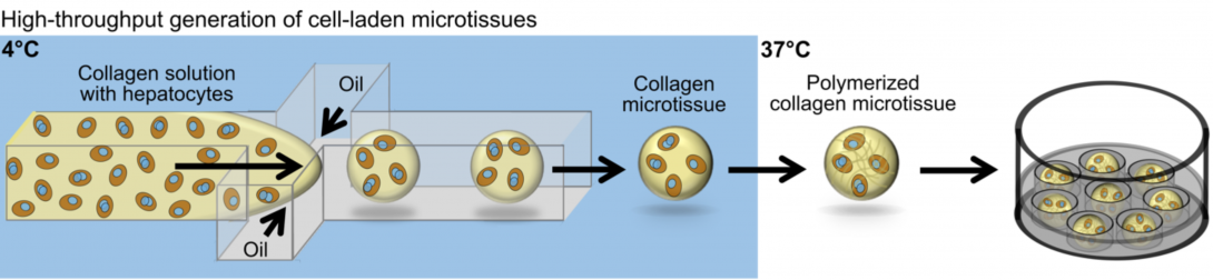 Schematic of the microgel technology that we will be infecting with Hepatitis B Virus
