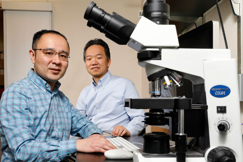 University of Illinois Chicago College of Engineering BIOE professor Zhangli Peng (L) and Dr. Peng Ji, Vice Chair of Research and Professor of Pathology at Northwestern, collaborate on a red blood cells project.